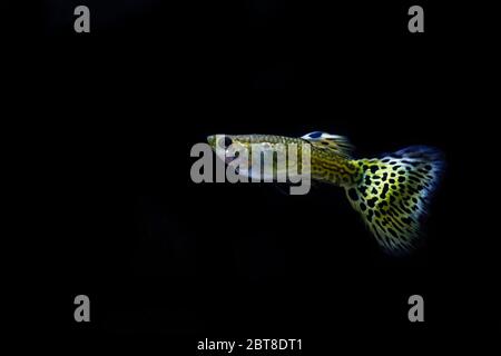 Bella cobra guppy maschio in pelle di serpente Foto Stock