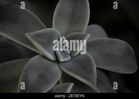 Primo piano su echeveria succulente Foto Stock