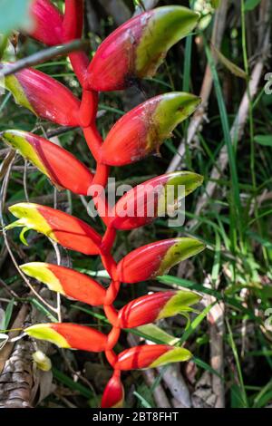 Heliconia standleyi nella foresta pluviale del fiume Amazzone peruviano Foto Stock