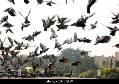 Pegions nella via della città, pegioni o colombe abitate la via della città, le gironi è il simbolo della pace, (Copyright © Saji Maramon) Foto Stock