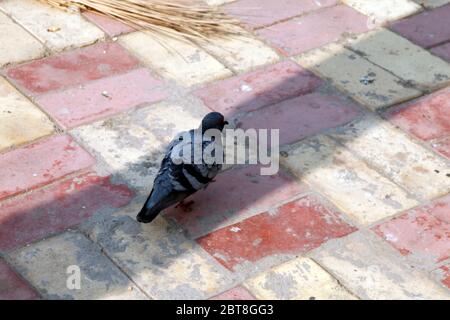 Pegions nella via della città, pegioni o colombe abitate la via della città, le gironi è il simbolo della pace, (Copyright © Saji Maramon) Foto Stock