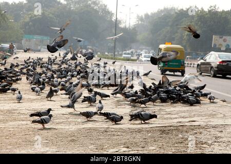 Pegions nella via della città, pegioni o colombe abitate la via della città, le gironi è il simbolo della pace, (Copyright © Saji Maramon) Foto Stock