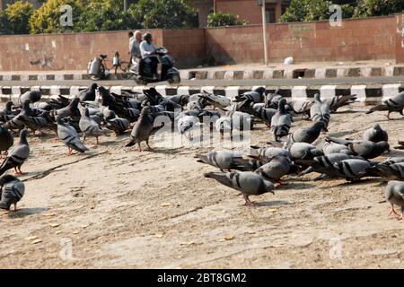 Pegions nella via della città, pegioni o colombe abitate la via della città, le gironi è il simbolo della pace, (Copyright © Saji Maramon) Foto Stock