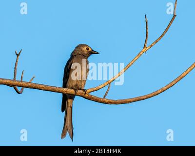 Ashy Drongo (Diclurus leucofeo) arroccato su un ramo. Il nome Ashy deriva dal colore grigio-asino delle sue piume. Foto Stock