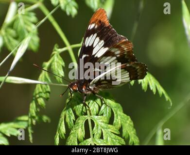 L'Ammiraglio di Lorquin (Limenitis lorquini), un membro della sottofamiglia Nymphalinae di ninfee, arroccato su una foglia, vicino a Watsonville Slough. Foto Stock