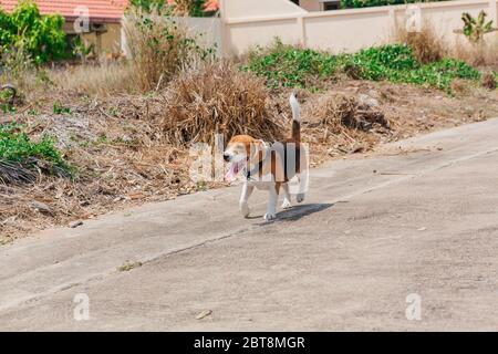 Felice sorridente giovane cane beagle che cammina per strada Foto Stock