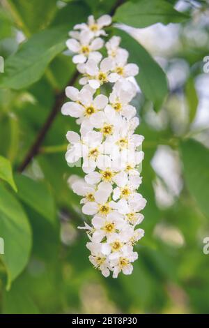 Fioritura albero di ciliegio di uccello o padus di Prunus Foto Stock