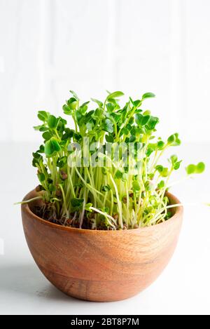 Vista ravvicinata del minirverde organico fresco naturale germogliato in una ciotola di legno su uno sfondo grigio chiaro con spazio per la copia. Concetto di cibo eccellente. Foto Stock