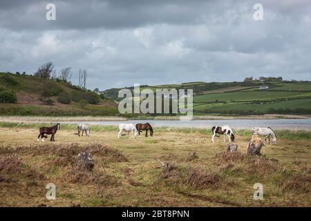 Long Strand, Cork, Irlanda. 23 maggio 2020. Un gruppo di cavalli pascolano vicino a Long Strand a West Cork, Irlanda. - credito; David Creedon / Alamy Live News Foto Stock
