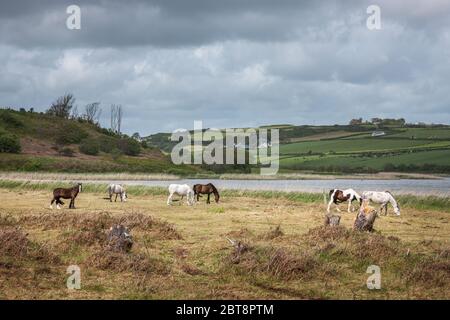 Long Strand, Cork, Irlanda. 23 maggio 2020. Un gruppo di cavalli pascolano vicino a Long Strand a West Cork, Irlanda. - credito; David Creedon / Alamy Live News Foto Stock