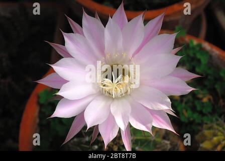 L'echinopsis oxygona è originaria del Brasile del Sud. Le sue caratteristiche includono: Forma sferica, e un grande fiore, con la lavanda appuntita o petali bianchi Foto Stock