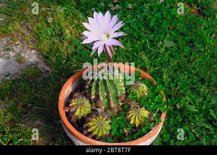 L'echinopsis oxygona è originaria del Brasile del Sud. Le sue caratteristiche includono: Forma sferica, e un grande fiore, con la lavanda appuntita o petali bianchi Foto Stock