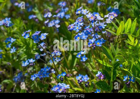 Forget-me-non fiori fioriscono sul campo in una giornata di sole primavera con piccole corollas blu Foto Stock