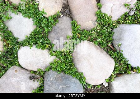 Stone path with green grass closeup. Abstract garden pattern Foto Stock