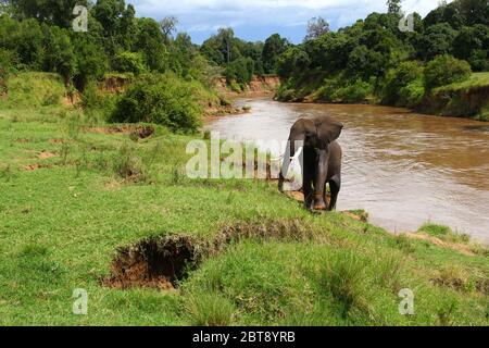 Un elefante con grandi zanne ha attraversato il fiume Mara e sta salendo verso la riva verde Foto Stock