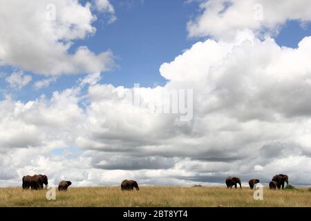 Una mandria di elefanti vota l'erba alta della savana keniana con le imponenti nuvole nel cielo Foto Stock