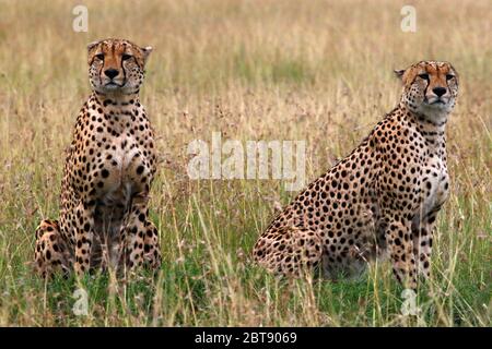 Due fratelli ghepardo siedono in posizione verticale nell'erba della savana keniana e guardano direttamente nella fotocamera Foto Stock