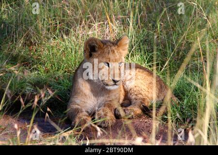 Ritratto leone, i cuccioli distesi rilassati e attenti nell'erba della savana keniana alla luce del sole Foto Stock