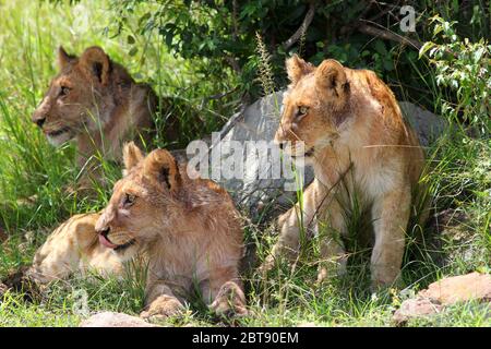 I leoni giovani all'ombra e al riparo di un cespuglio sembrano interessati ed eccitati nella stessa direzione Foto Stock