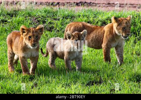 I Lions, tre cuccioli di età diversa, vagano per l'erba verde della savana keniana Foto Stock