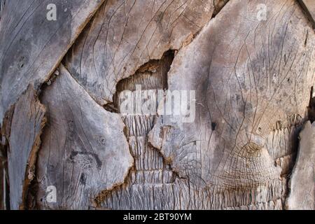 Questa foto unica mostra la texture grigia rustica di un tronco di palma, scattata in thailandia Foto Stock