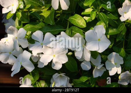 Questa foto unica mostra un bellissimo arbusto pieno di fiori bianchi di gelsomino e foglie verdi. La foto è stata scattata in Thailandia Foto Stock