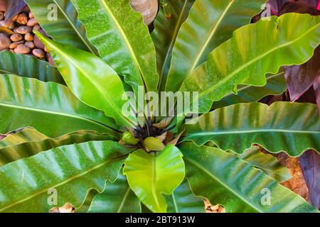 Questa foto unica mostra una grande pianta da giardino a forma di palma con foglie verdi, scattata in Thailandia Foto Stock