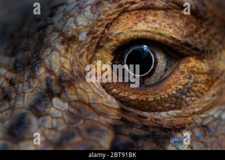 ultra ravvicinato dell'occhio di un drago bearded Foto Stock