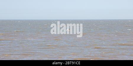 Un Tern vola sull'oceano Foto Stock