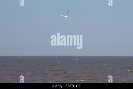 Un Tern vola sull'oceano Foto Stock