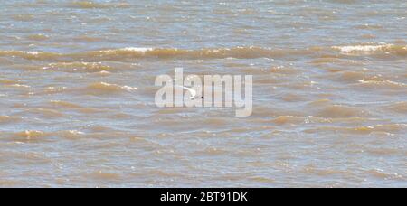 Un Tern vola sull'oceano Foto Stock