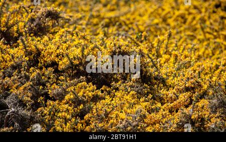 La Gorse fiorente gialla a Suffolk Foto Stock