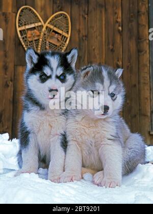 Due adorabili cuccioli Husky siberiani seduti nella neve davanti al fienile. Foto Stock