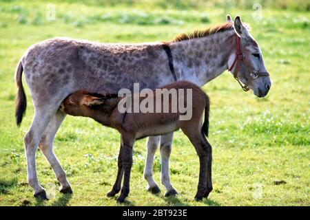 Donna asino con simpatico allattamento al foal al pascolo, profilo ritratto. Foto Stock