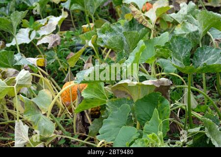Cespugli di zucche su un cottage estivo. Foglie di zucca secche nella vendemmia autunnale. Zucche in crescita nel campo. Foto Stock