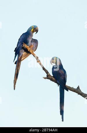 Primo piano di due macaw di Giacinto arroccati in una palma, Pantanal Sud, Brasile. Foto Stock