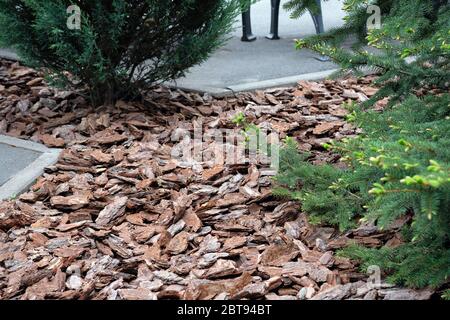 Pinete per decorare i letti di fiori in un parco cittadino. Architettura paesaggistica. Pacciamatura della corteccia di un terreno di pino con ginepro. Trucioli di legno per decorare il sito vicino Th Foto Stock