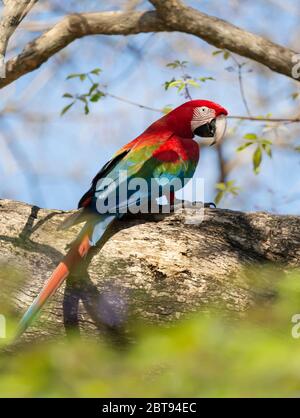 Primo piano di un macaw rosso e verde (Ara chloropterus) arroccato su un ramo di albero, Pantanal Sud, Brasile. Foto Stock
