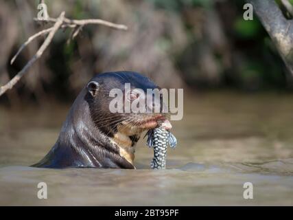 Primo piano di una lontra gigante fiume che mangia un pesce in un habitat naturale, Pantanal, Brasile. Foto Stock