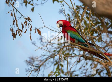 Primo piano di un macaw rosso e verde (Ara chloropterus) arroccato su un ramo di albero, Pantanal Sud, Brasile. Foto Stock