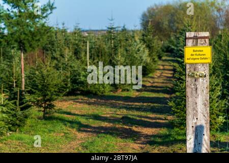 Cartello giallo con testo tedesco 'entrare nelle colture a proprio rischio' davanti alle colture di conifere in una giornata di sole. Conservazione della natura. Foto Stock