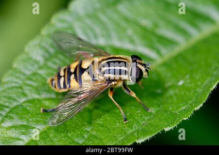 Hoverfly brindled o Sunfly - pendolo di Pelophilus che riposa sulla foglia Foto Stock