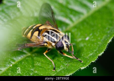 Brindled Hoverfly o Sunfly - Helophilus pendolo tre quarti di vista Foto Stock