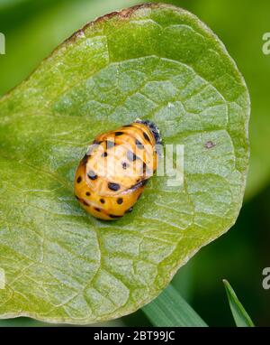 Sette-Spot Ladybird Pupa - Coccinella septempunctata su foglia Foto Stock