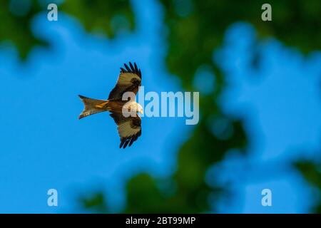 Red Kite sopra l'albero Foto Stock