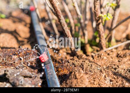 Impianti sprinkler, irrigazione a goccia, prati per innaffiatura. Primo piano del sistema di irrigazione a goccia. Sistema di irrigazione a goccia a risparmio d'acqua utilizzato in una cipolla organica Foto Stock