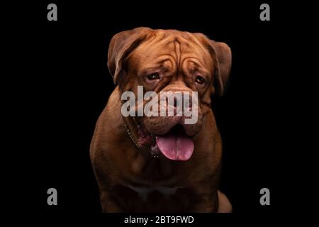 Francese Mastiff anche conosciuto come Bordeauxdog Foto Stock