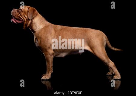 Francese Mastiff anche conosciuto come Bordeauxdog Foto Stock