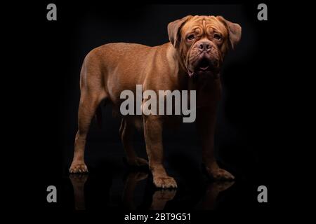 Francese Mastiff anche conosciuto come Bordeauxdog Foto Stock