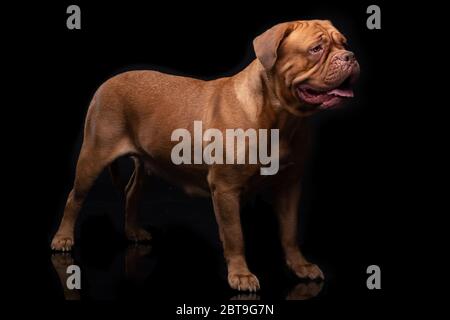 Francese Mastiff anche conosciuto come Bordeauxdog Foto Stock